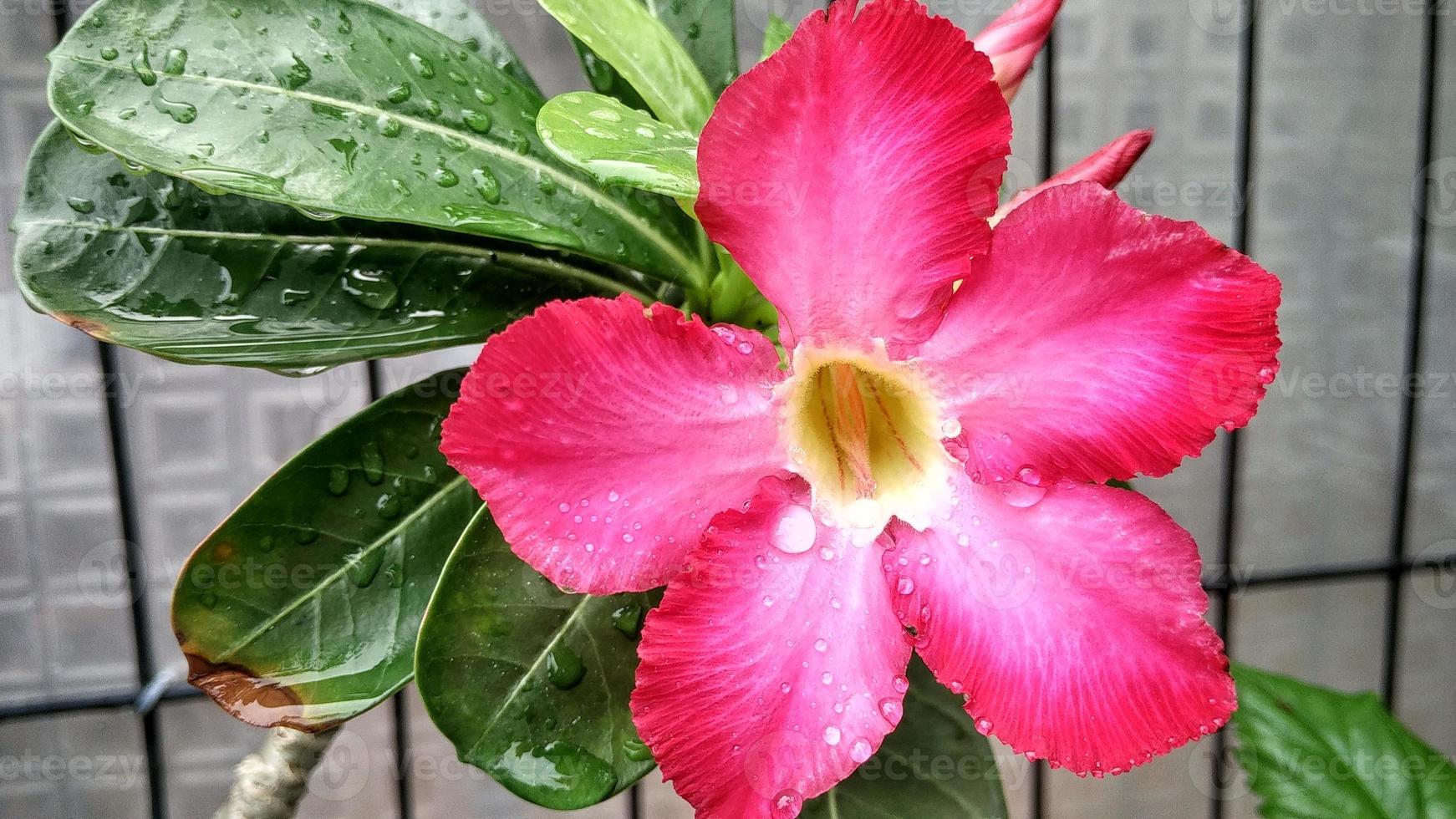 fleur rose frangipanier rouge, plante tropicale asie 4859037 Banque de  photos