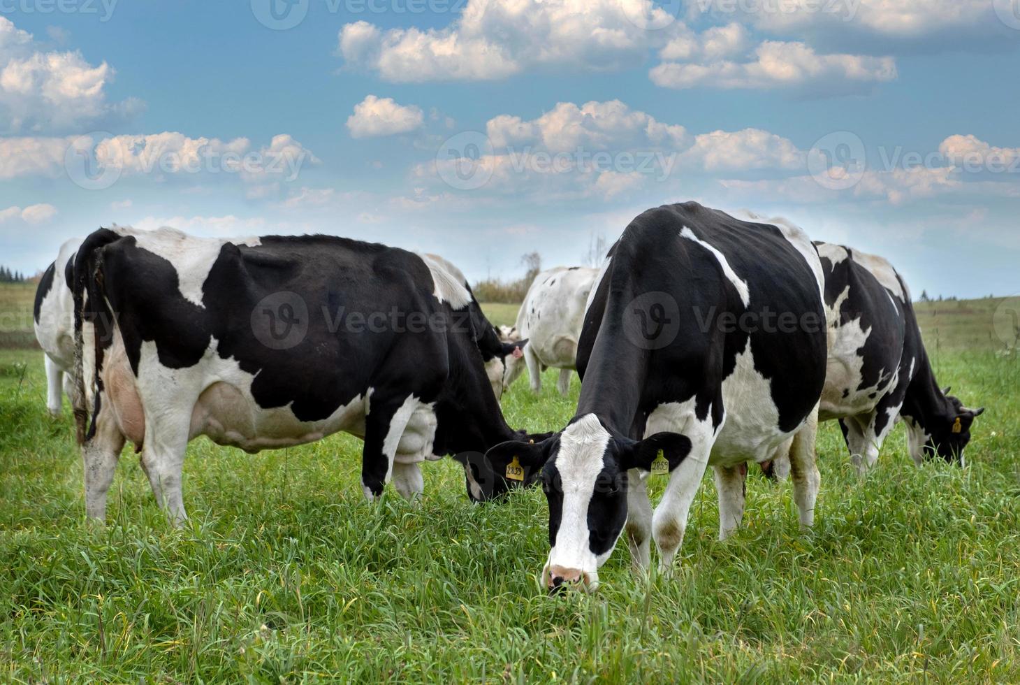 Les vaches noires et blanches de la ferme paissent dans le pré photo