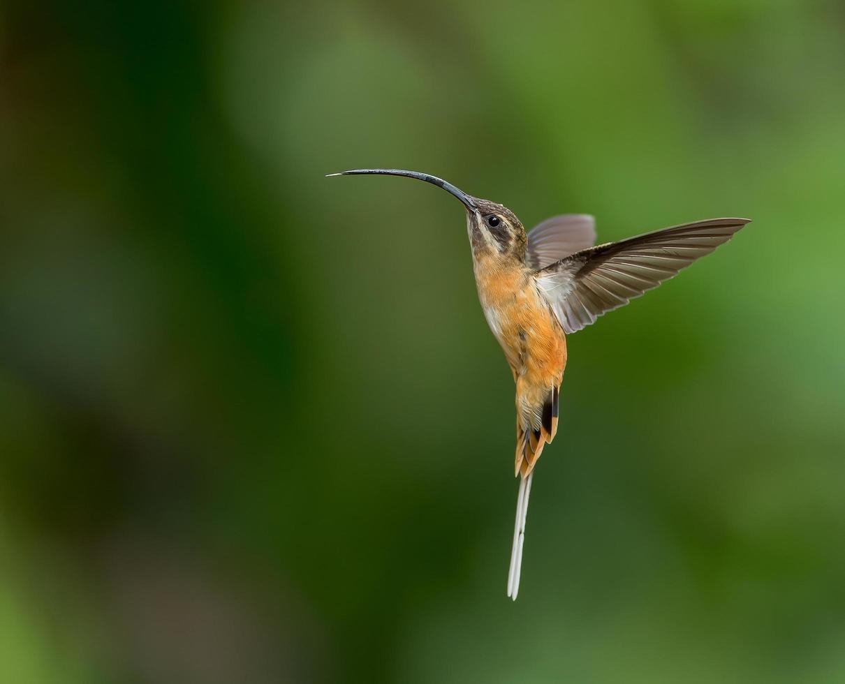 Colibri ermite à ventre fauve battant sur un fond vert photo