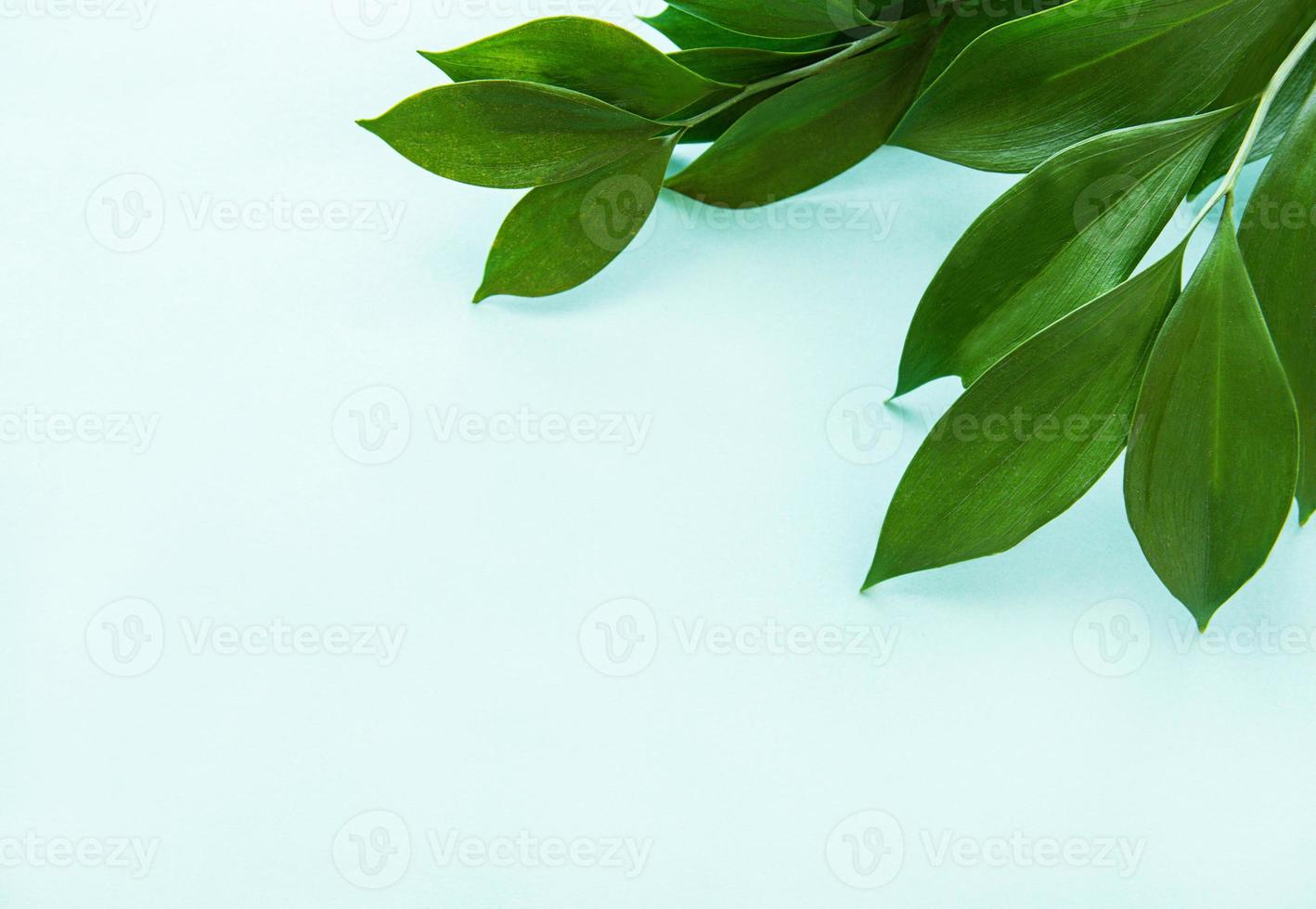 feuilles vertes sur fond de menthe photo