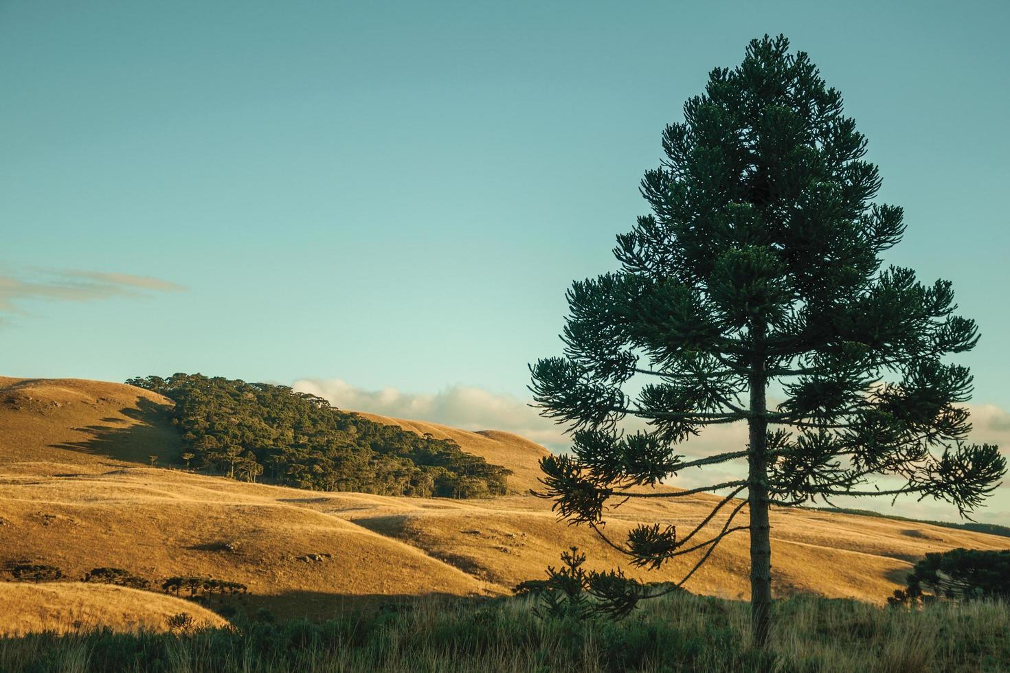 pin à l'ombre dans les plaines rurales appelées pampas couvertes de buissons secs au coucher du soleil près de cambara do sul. une petite ville de campagne dans le sud du brésil avec des attractions touristiques naturelles étonnantes. photo