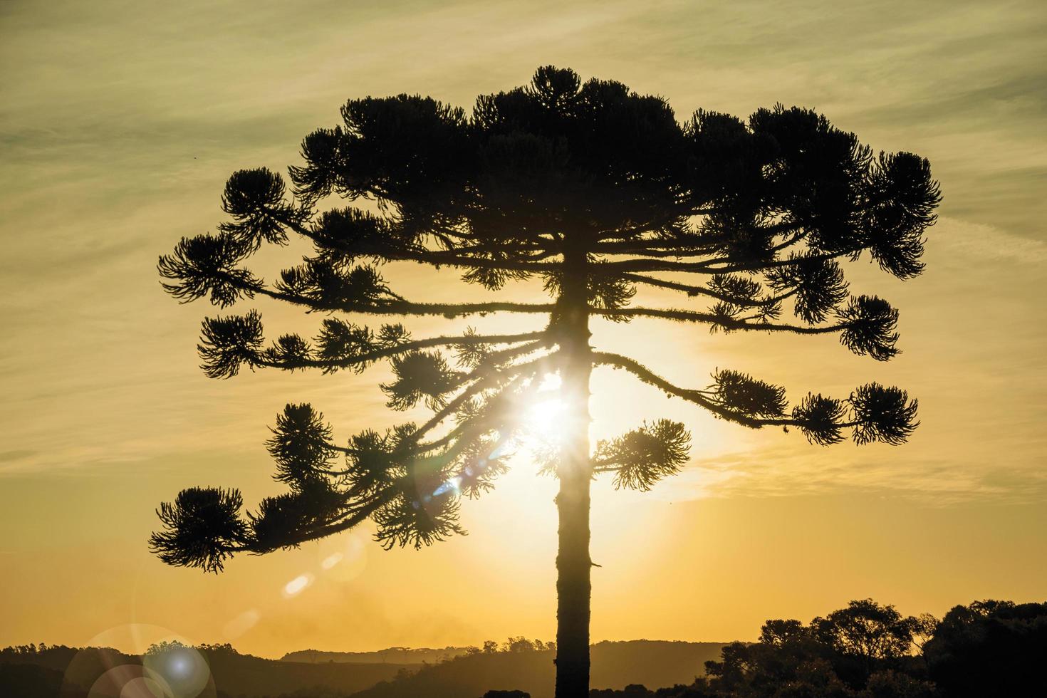vue des branches supérieures d'une silhouette de pin au coucher du soleil, un arbre commun dans la région rurale de bento goncalves. une ville de campagne dans le sud du brésil célèbre pour sa production de vin. photo retouchée.