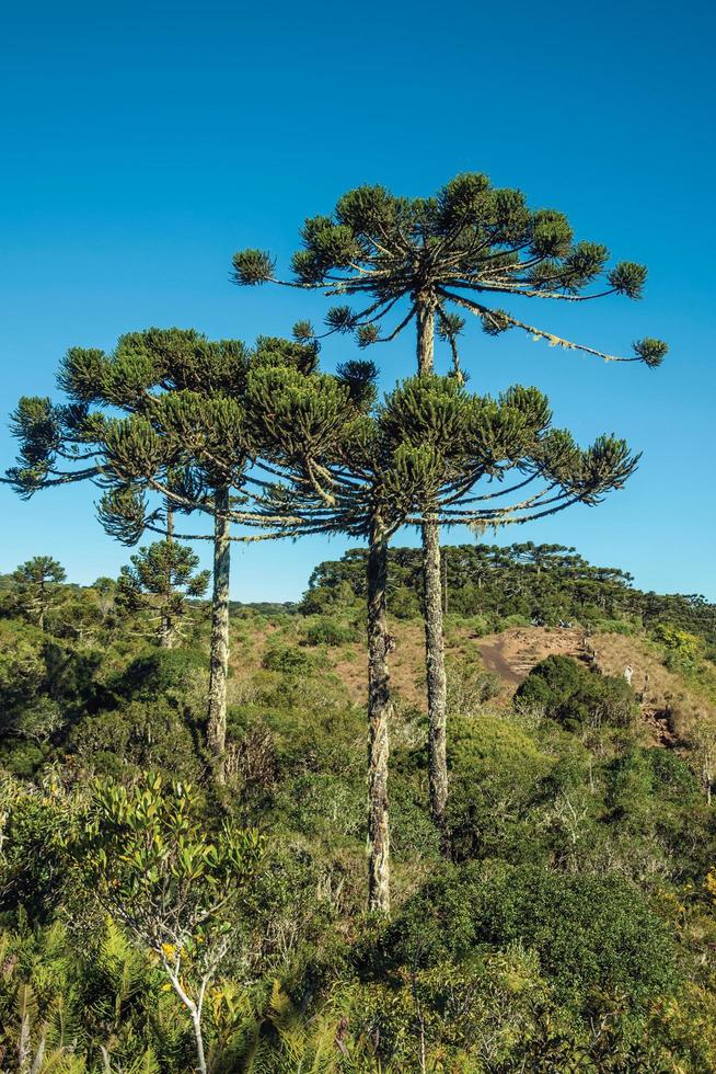 paysage de cimes de pins au milieu d'une forêt luxuriante dans le parc national aparados da serra près de cambara do sul. une petite ville de campagne dans le sud du brésil avec des attractions touristiques naturelles étonnantes. photo