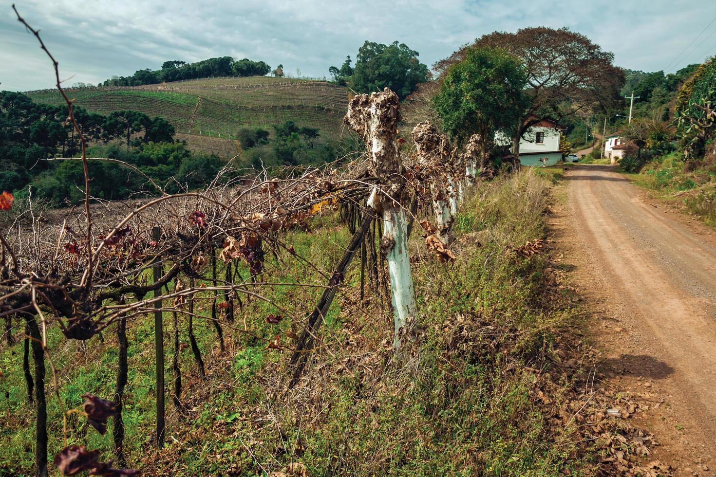 paysage rural avec plusieurs rangées de troncs sans feuilles et de branches de vigne à côté d'un chemin de terre près de bento goncalves. une ville de campagne sympathique dans le sud du brésil célèbre pour sa production de vin. photo