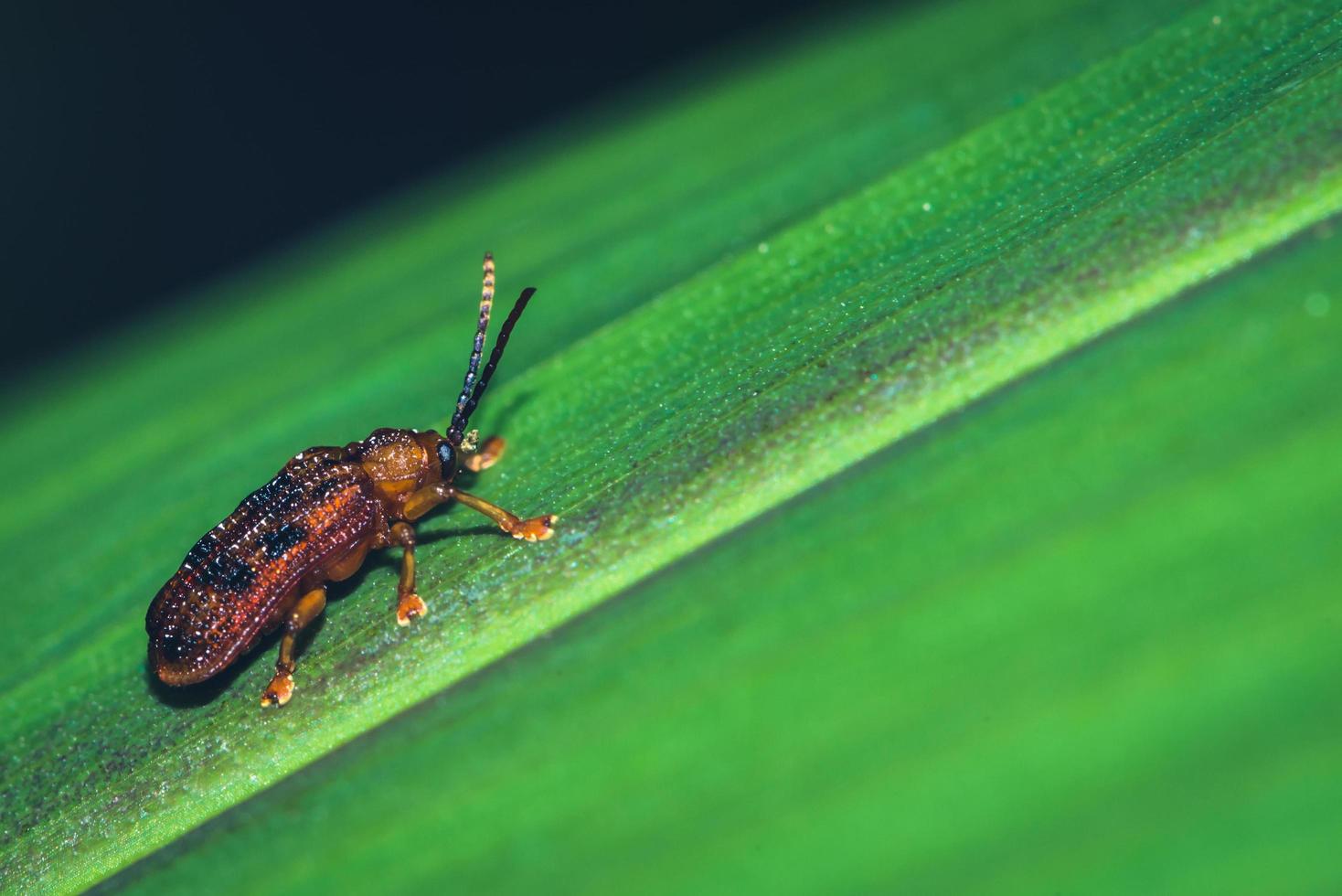 les petits insectes brun rougeâtre photo