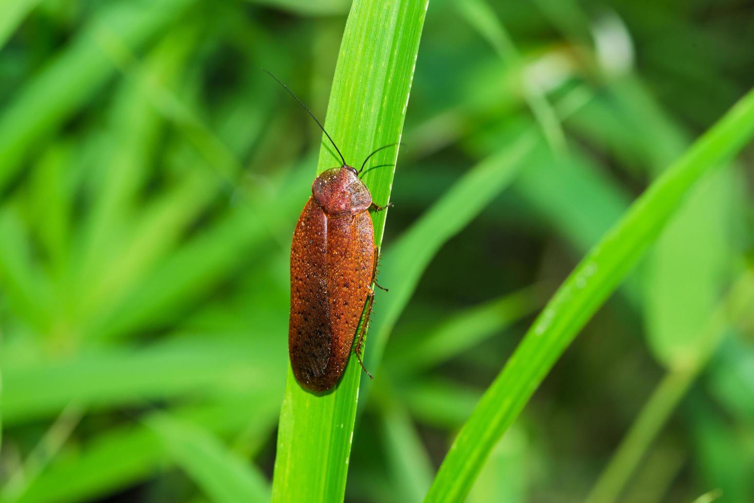 insectes île auburn sur une feuille verte photo