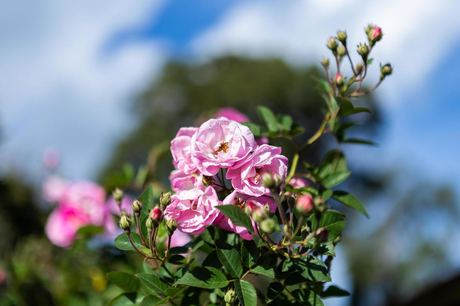 belle rose rose sur la roseraie en été dans un jardin. photo