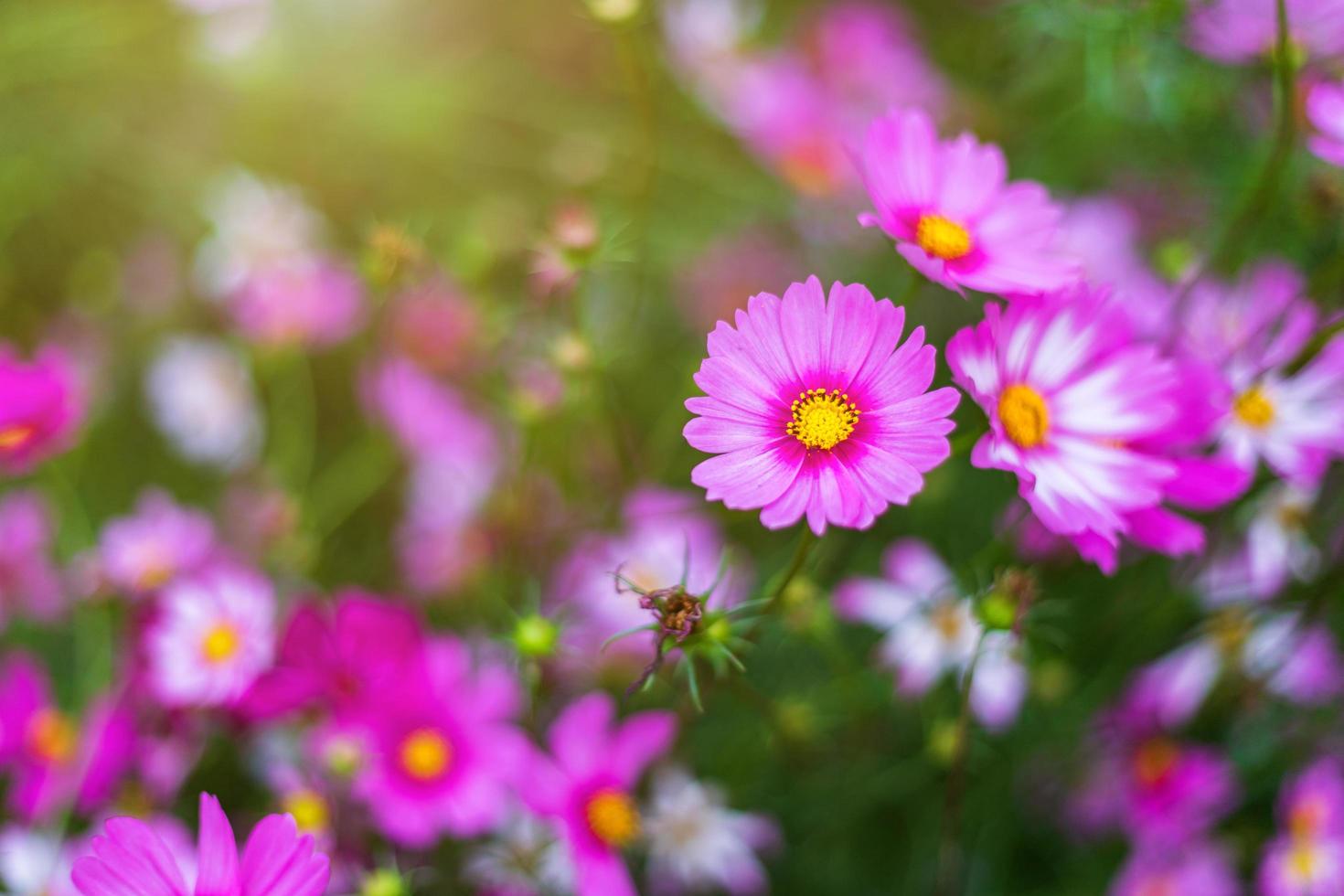 le cosmos de fleurs roses fleurit magnifiquement dans le jardin. photo