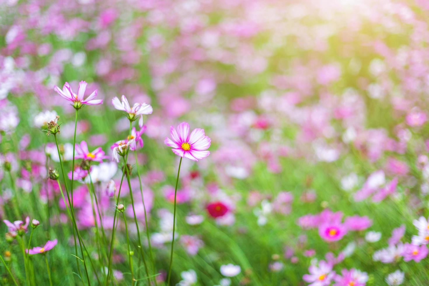 le cosmos de fleurs roses fleurit magnifiquement dans le jardin. photo