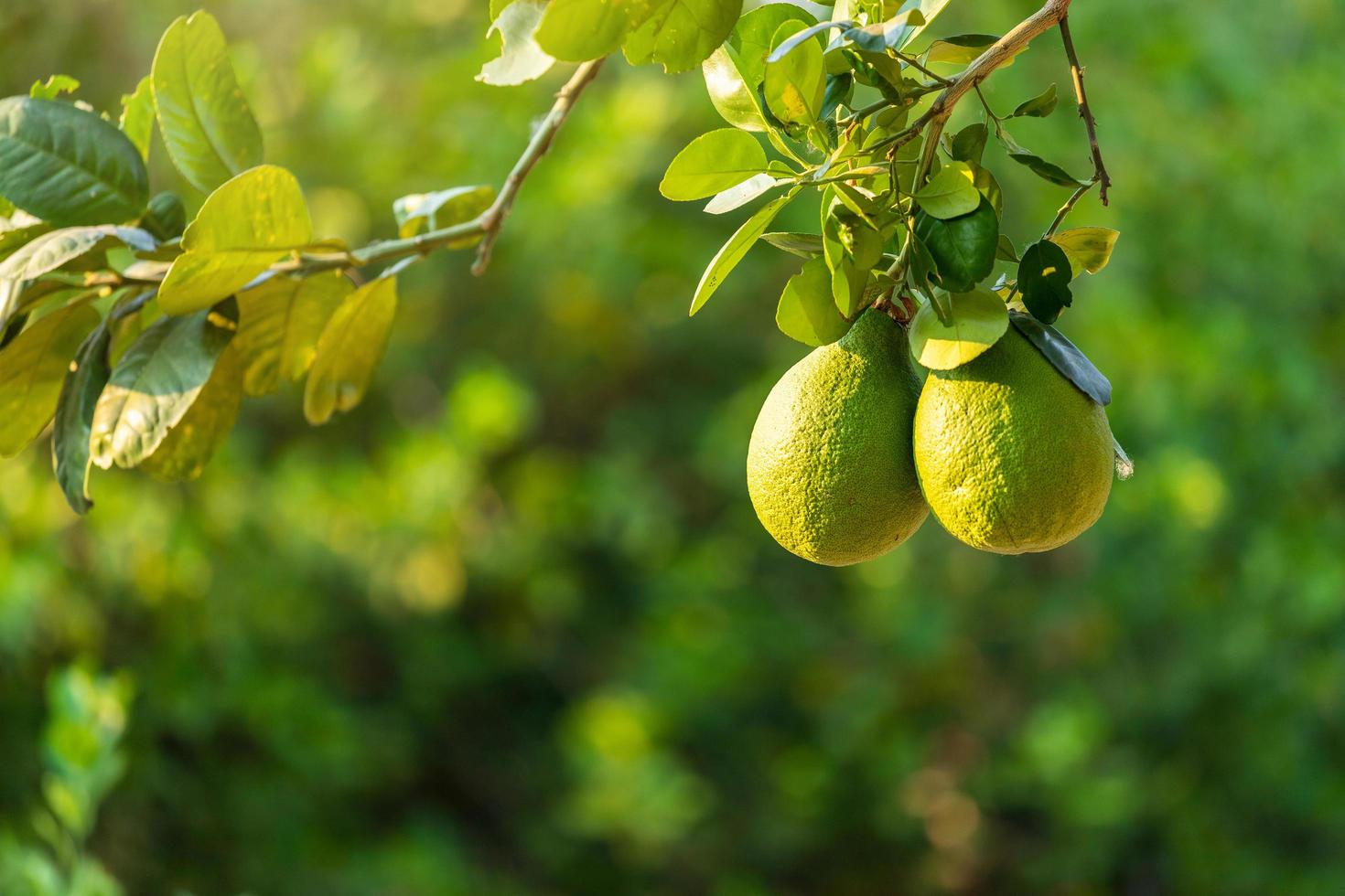 gros plan de citrons verts poussent sur le citronnier dans un jardin d'agrumes en thaïlande. photo