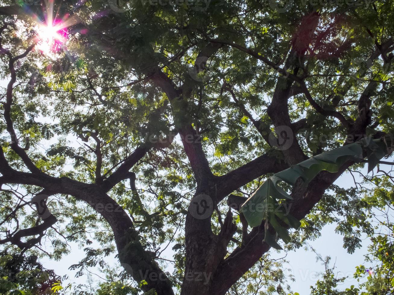 arbre au soleil. photo