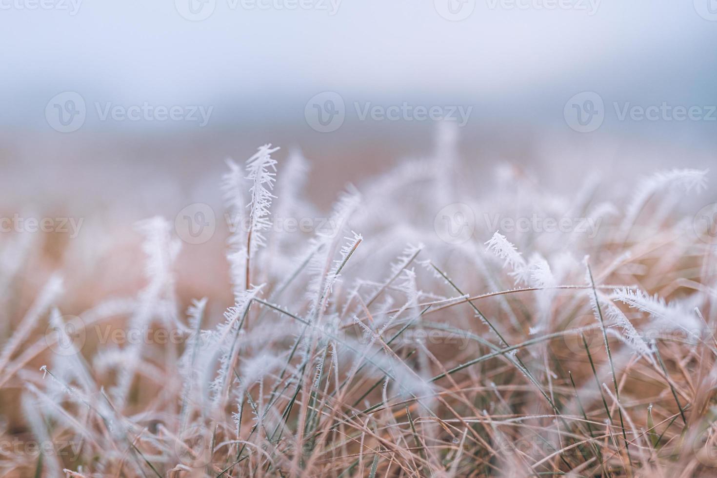 prairie d'herbe gelée avec paysage froid brumeux flou. herbes couvertes de givre dans le paysage d'hiver, mise au point sélective et faible profondeur de champ photo