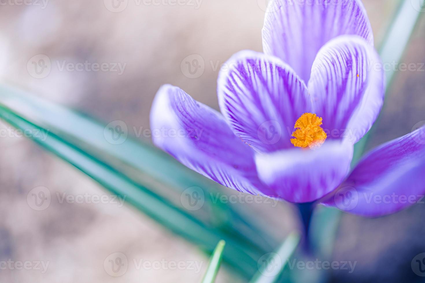 belles fleurs printanières douces, paysage naturel flou flou. crocus devant le coucher du soleil, avec un doux bokeh au coucher du soleil photo