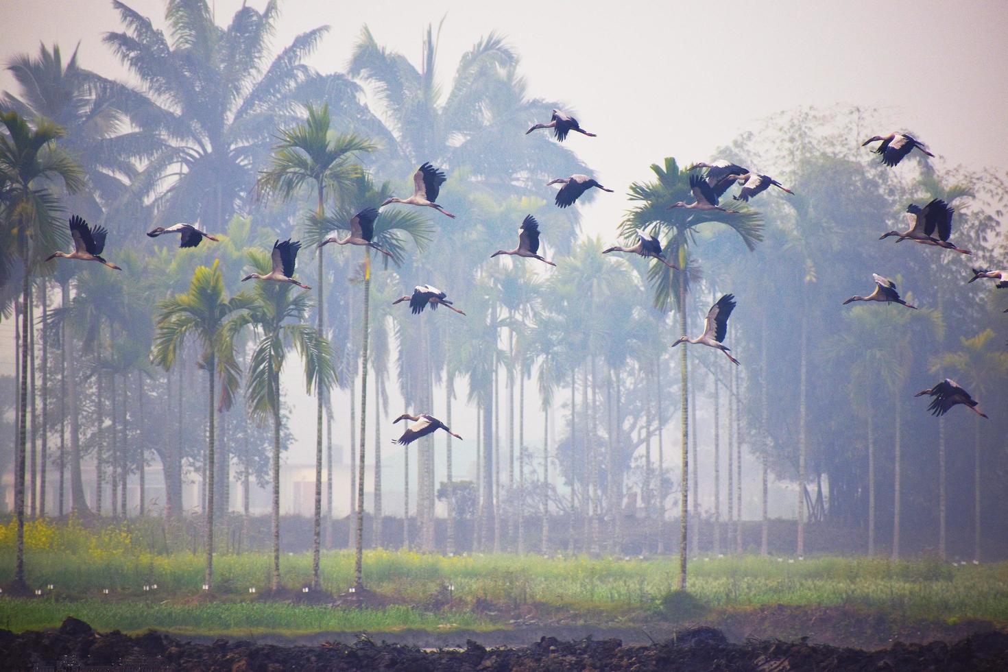 paysage d'oiseaux d'hiver photo