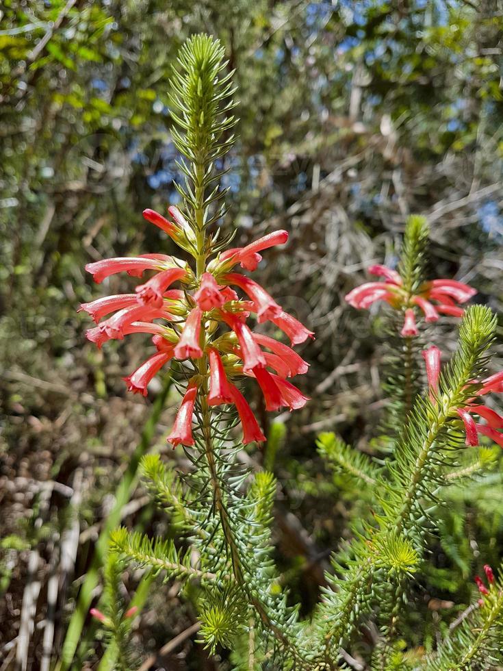 belles fleurs rouges et plantes de la montagne de la table d'afrique du sud. photo
