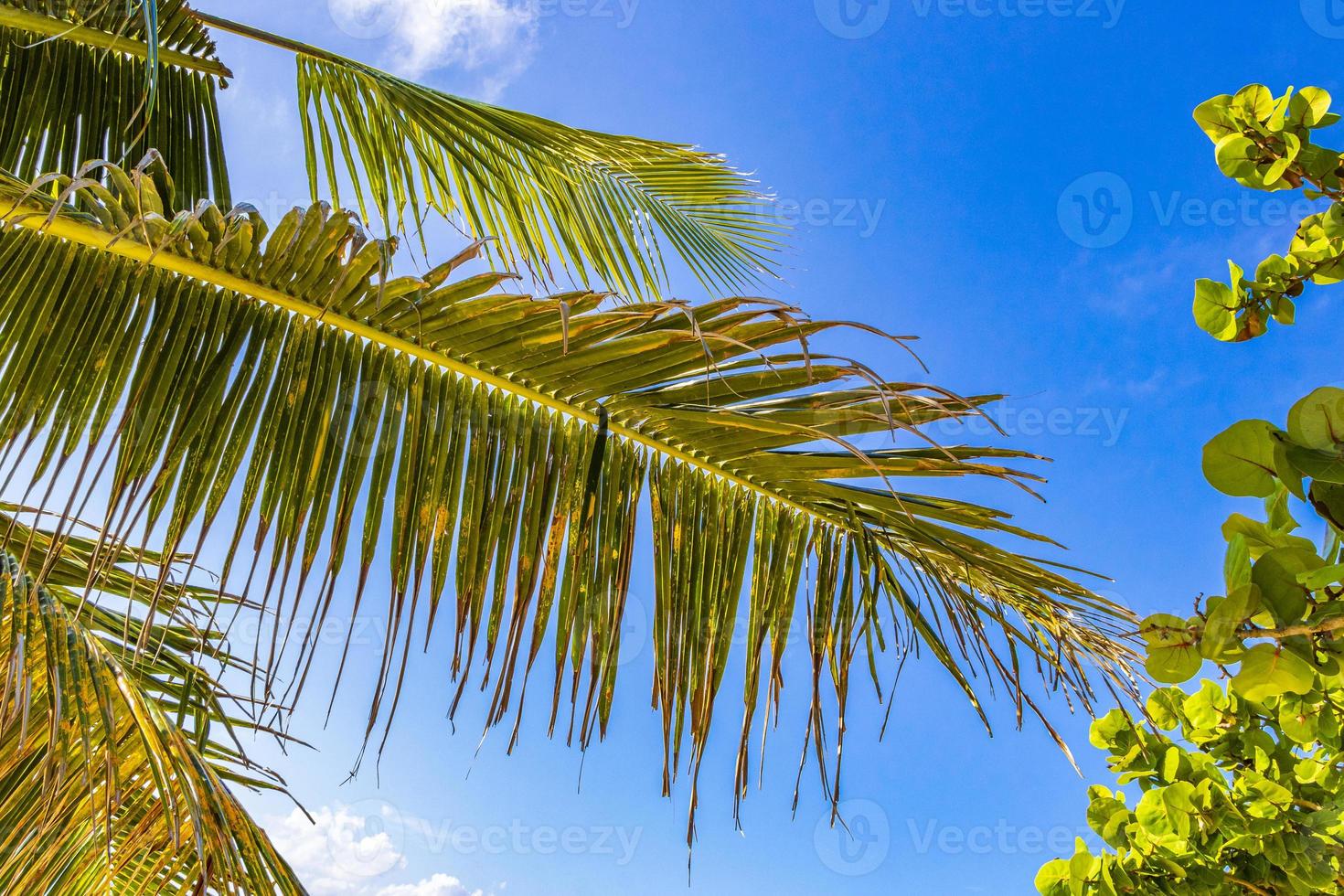 palmier tropical avec ciel bleu playa del carmen mexique. photo