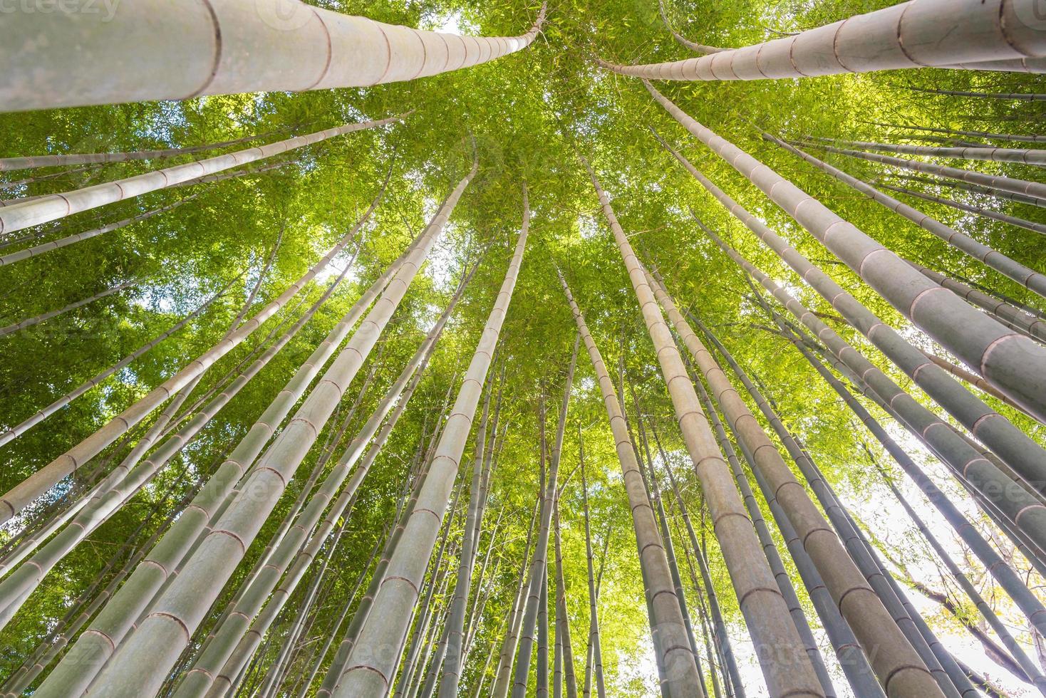 l'angle soulevé de la forêt de bambous avec un magnifique soleil du matin à kyoto, japon photo