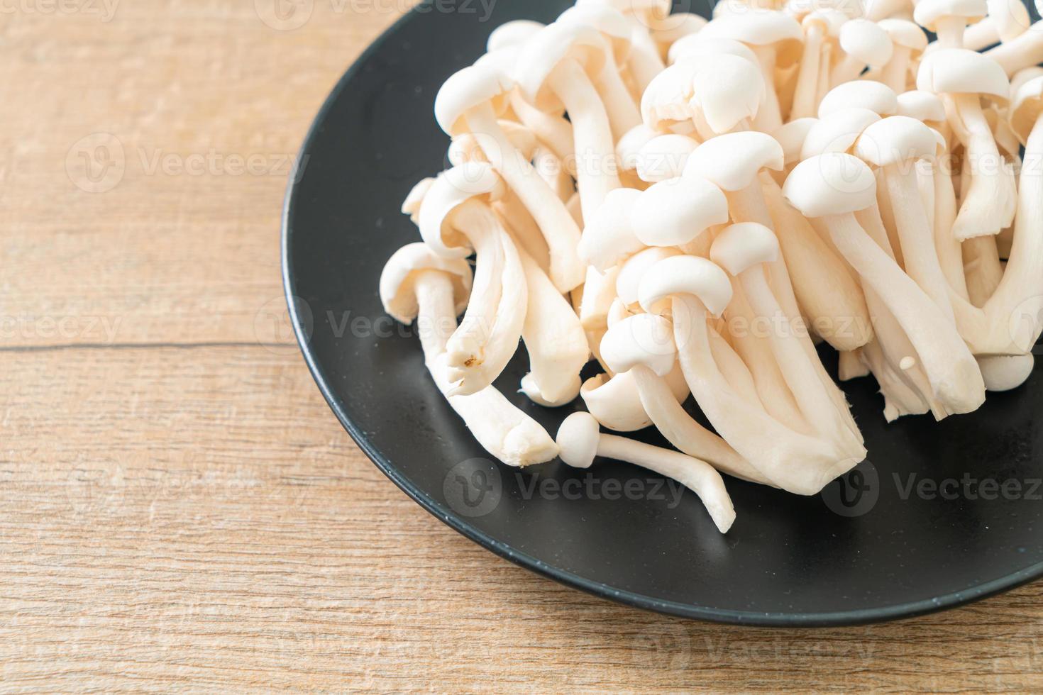 champignon de hêtre blanc ou champignon reishi blanc photo