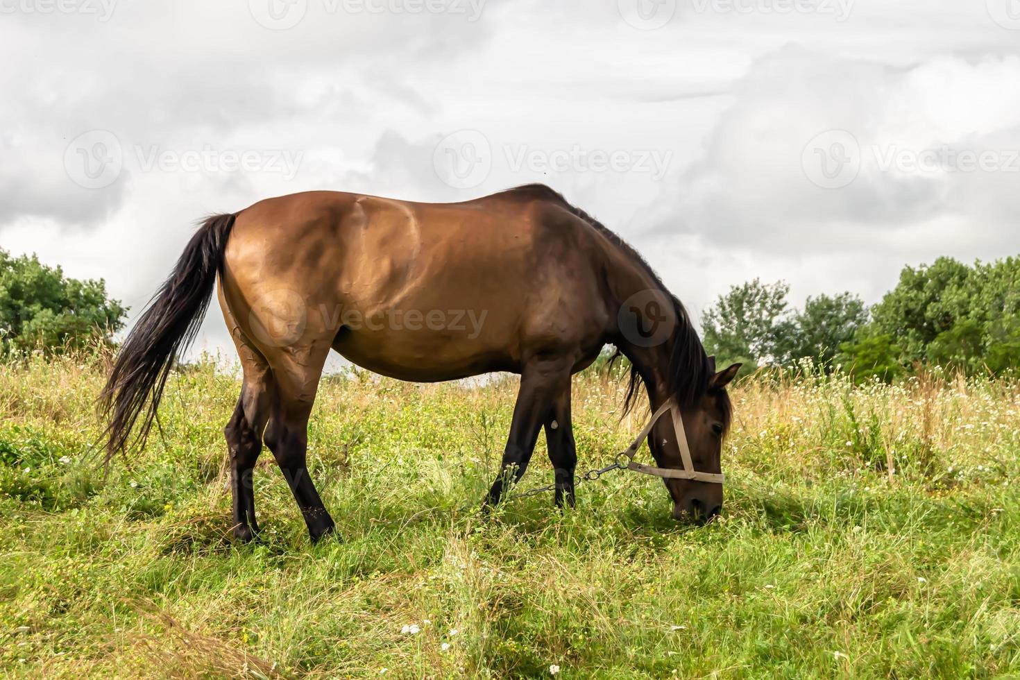 Bel étalon cheval brun sauvage sur la prairie de fleurs d'été photo