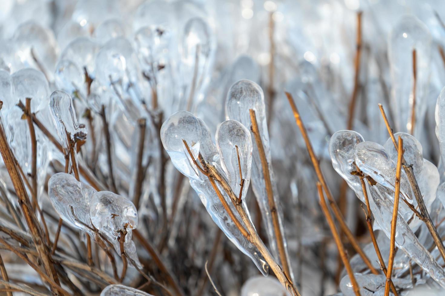 fond naturel avec des cristaux de glace sur les plantes après une pluie glacée. photo