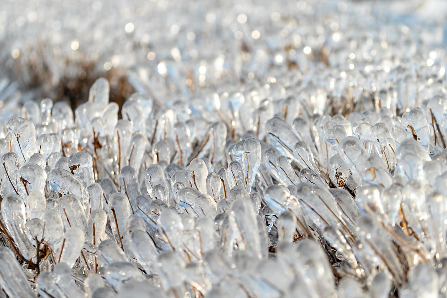 fond naturel avec des cristaux de glace sur les plantes après une pluie glacée. photo
