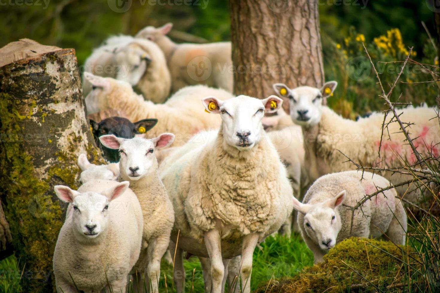 moutons domestiques blancs en irlande du nord photo