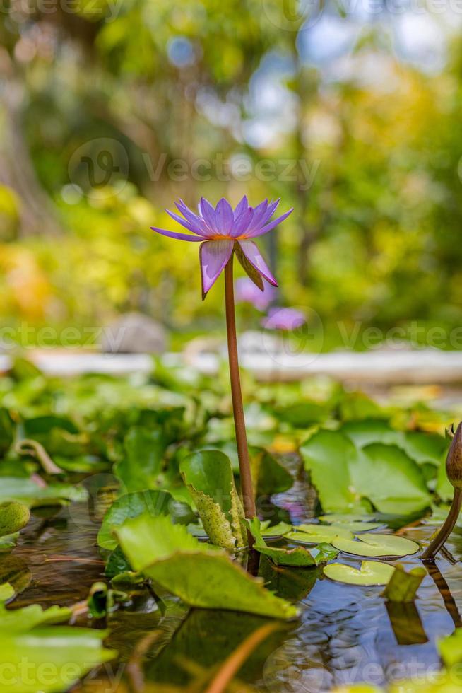 fleurs de lotus violet dans un lac de jardin tropical, étang. nature florale avec paysage de jungle floue photo