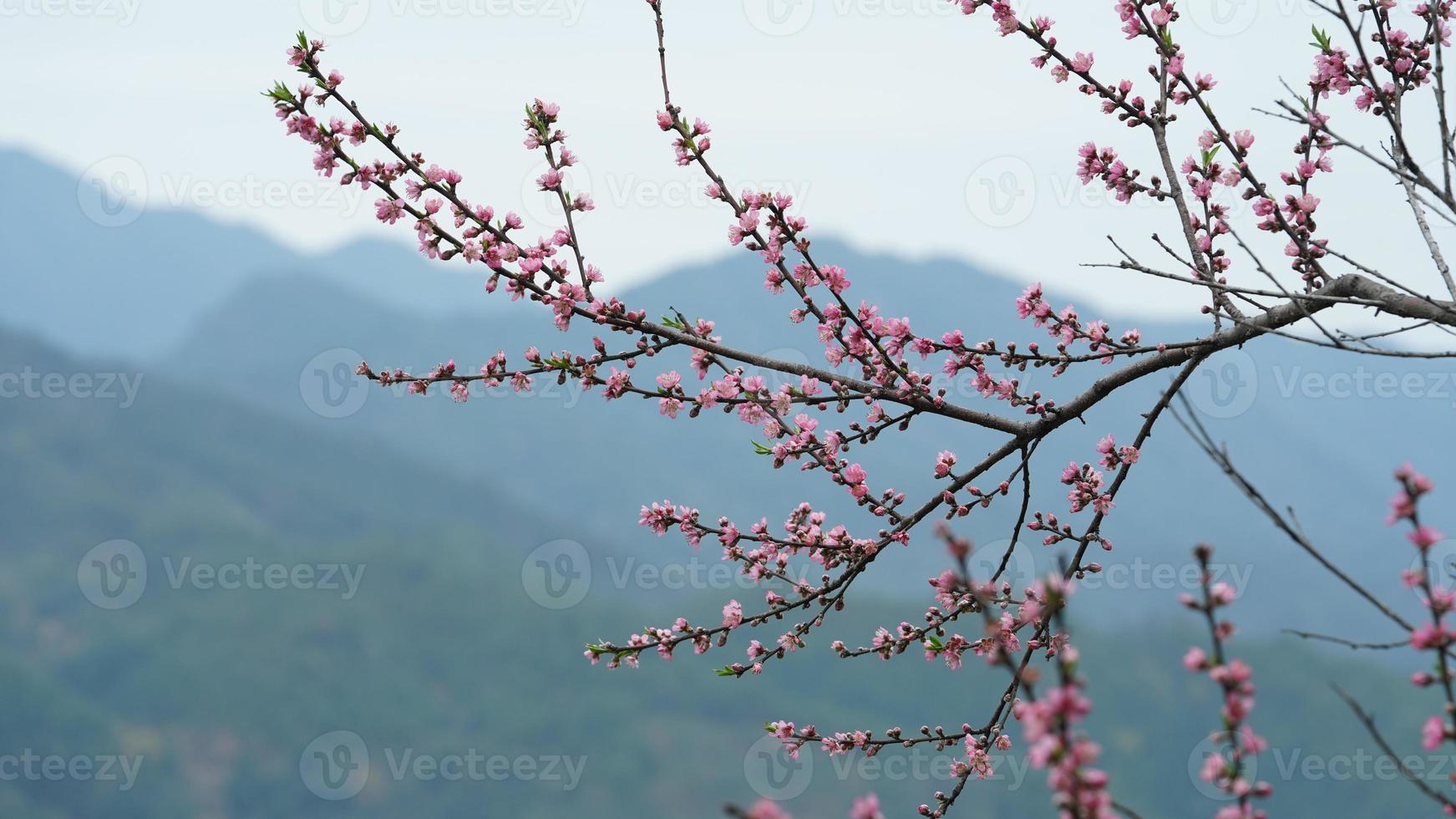 les belles fleurs de pêcher qui fleurissent dans le champ sauvage au printemps photo