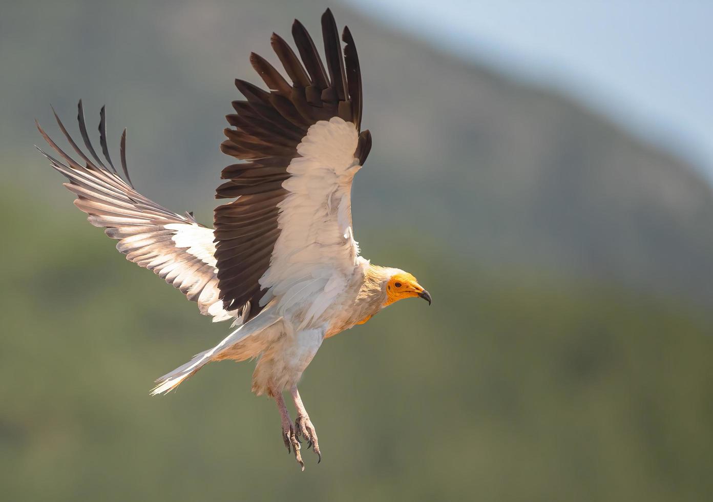 vautour percnoptère en vol dans les montagnes juste devant mon objectif photo