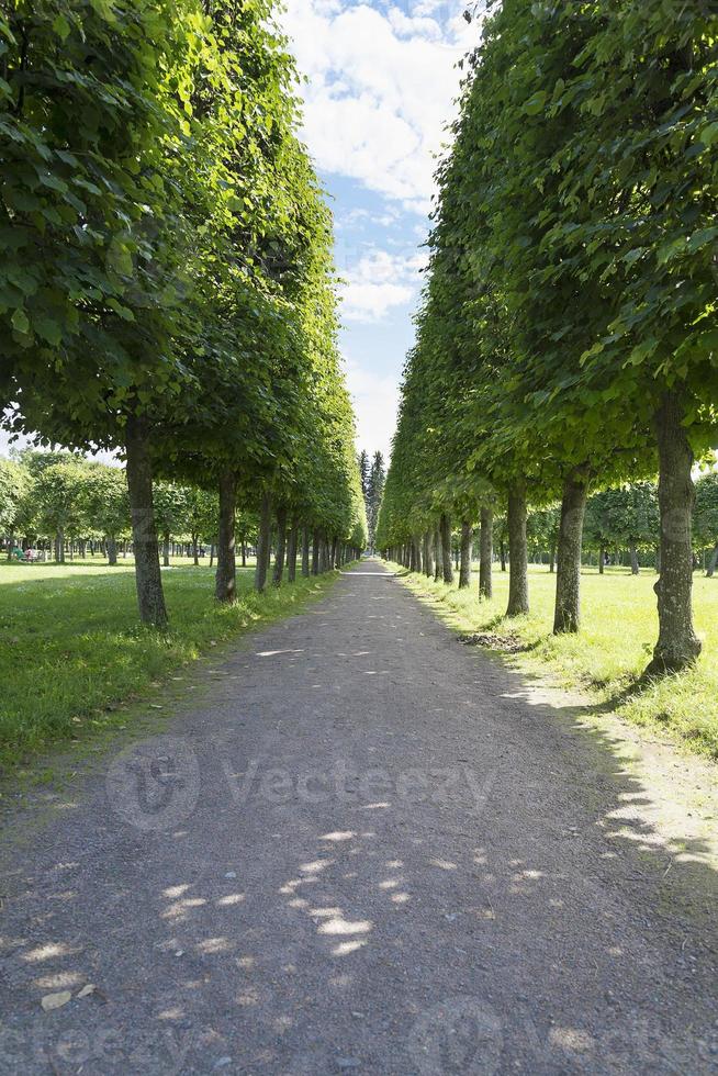 route le long des arbres dans le parc de la ville de moscou. photo