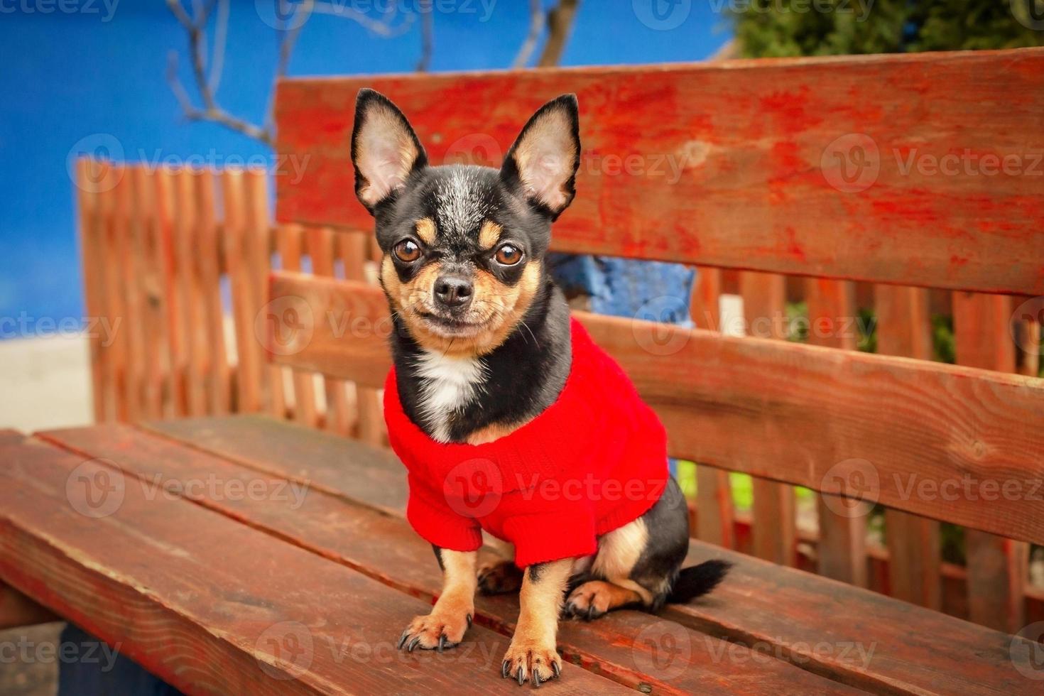 le monde animal. un petit chien chihuahua dans un pull rouge est assis sur un banc. photo