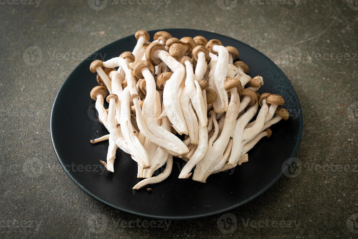 champignon de hêtre brun frais ou champignon reishi noir photo