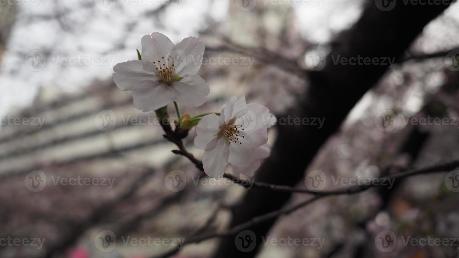 fleurs de cerisier blanches. Arbres sakura en pleine floraison à meguro ward tokyo japon photo