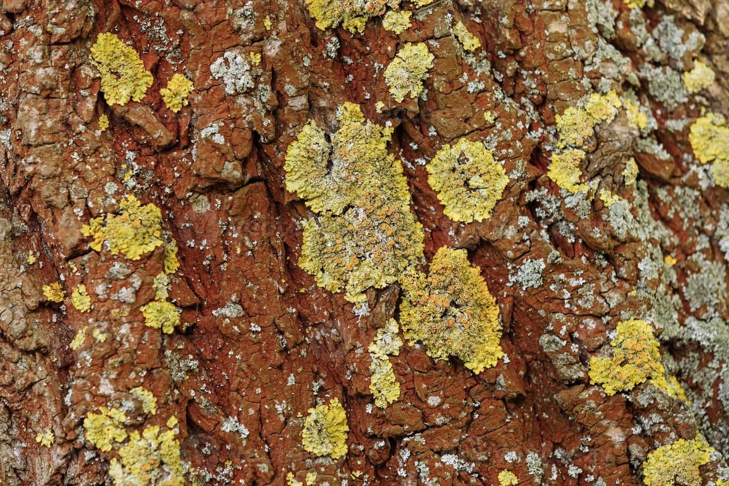 texture en bois naturel. écorce d'arbre photo