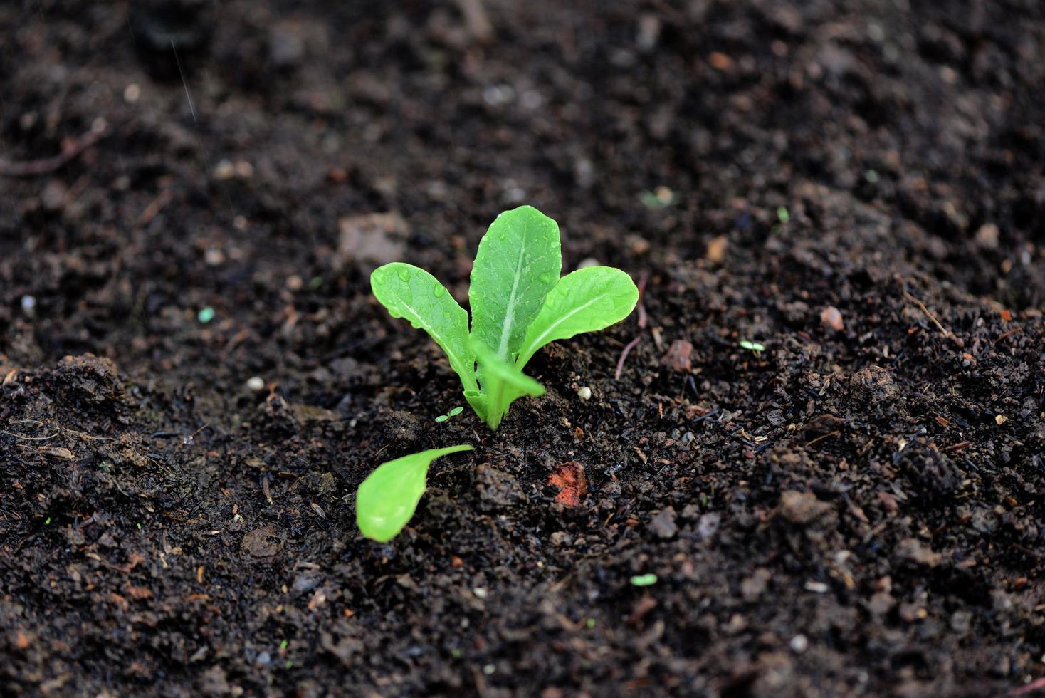 planter des légumes feuille de laitue sur le sol dans le jardin - jeune plante verte en croissance jardinage plantation agriculture concept photo