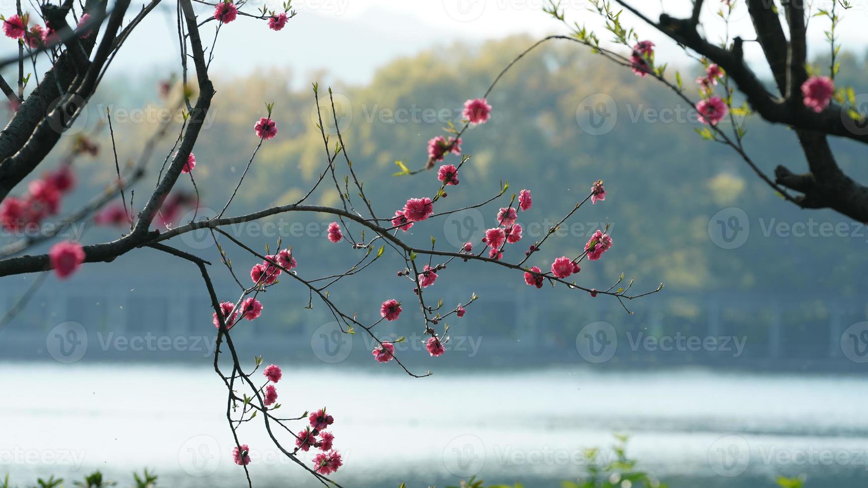 les magnifiques paysages lacustres de la ville de hangzhou en chine au printemps avec le lac paisible et les montagnes vertes et fraîches photo