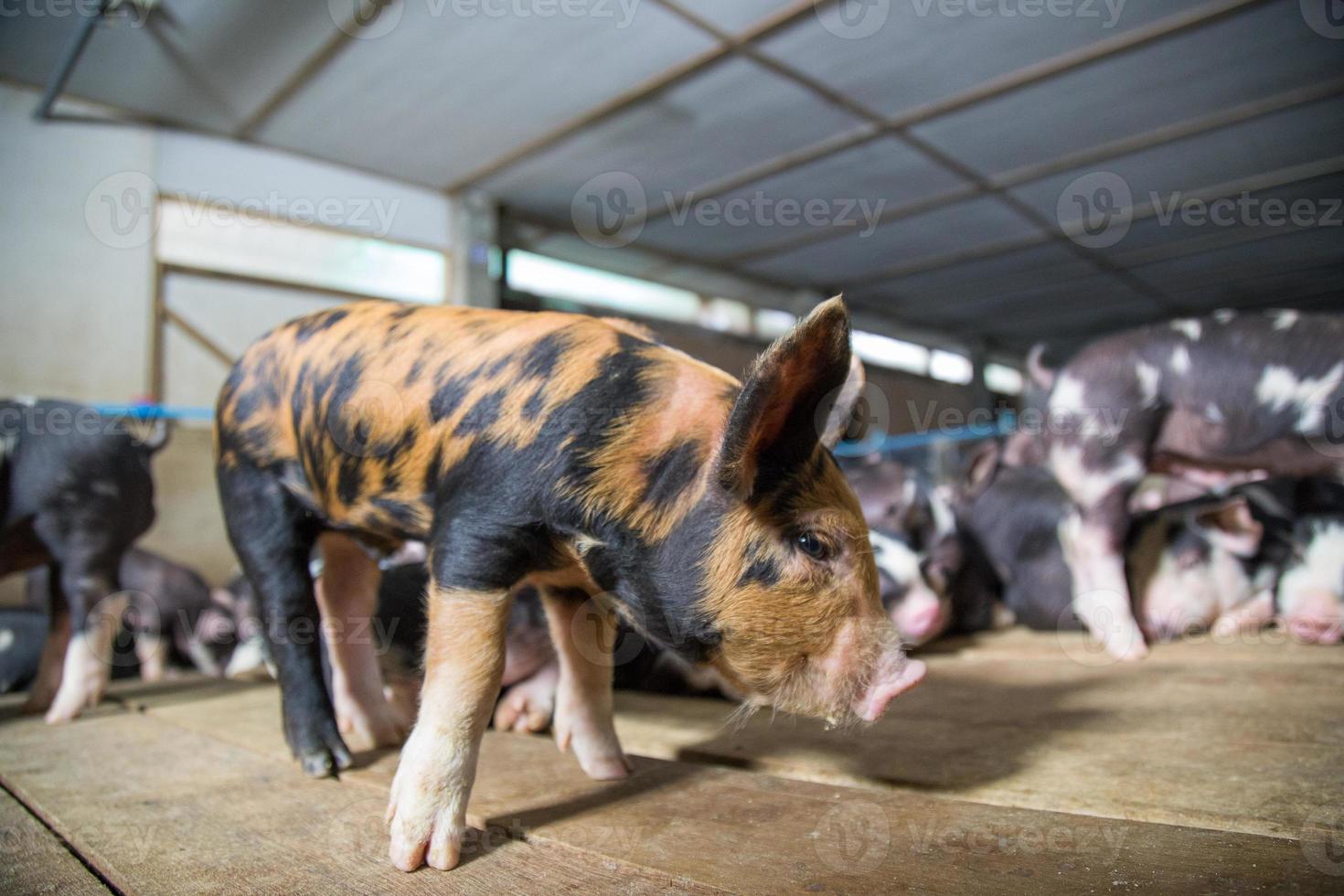 ferme d'élevage de porcs dans une entreprise porcine dans une ferme d'habitation intérieure bien rangée et propre, avec une mère de porc nourrissant un porcelet photo