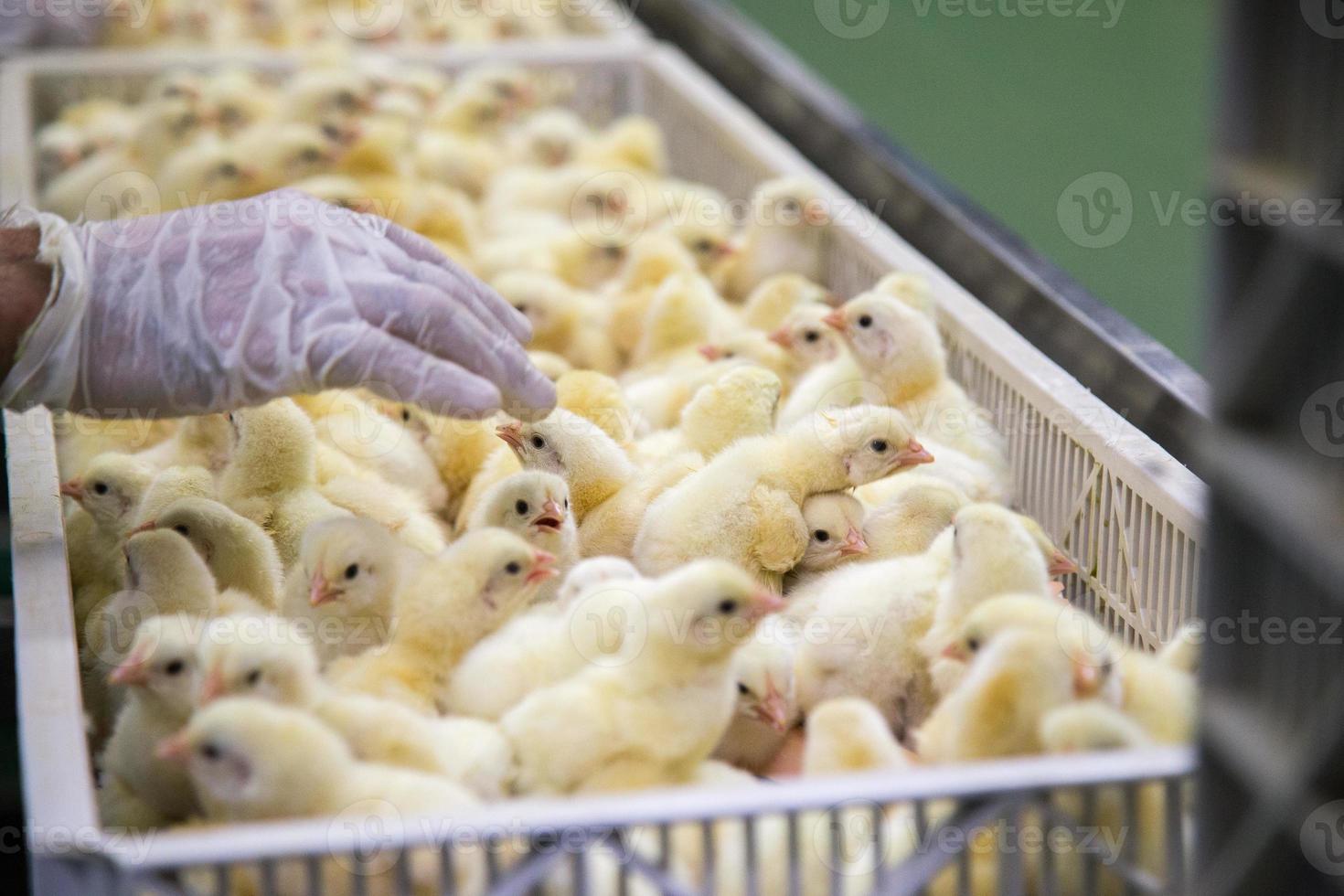 poussins qui viennent de naître sur un plateau, entreprise de volaille. entreprise d'élevage de poulets avec une haute agriculture et utilisant la technologie sur l'agriculture pour sélectionner la ligne de processus de genre de poulet photo