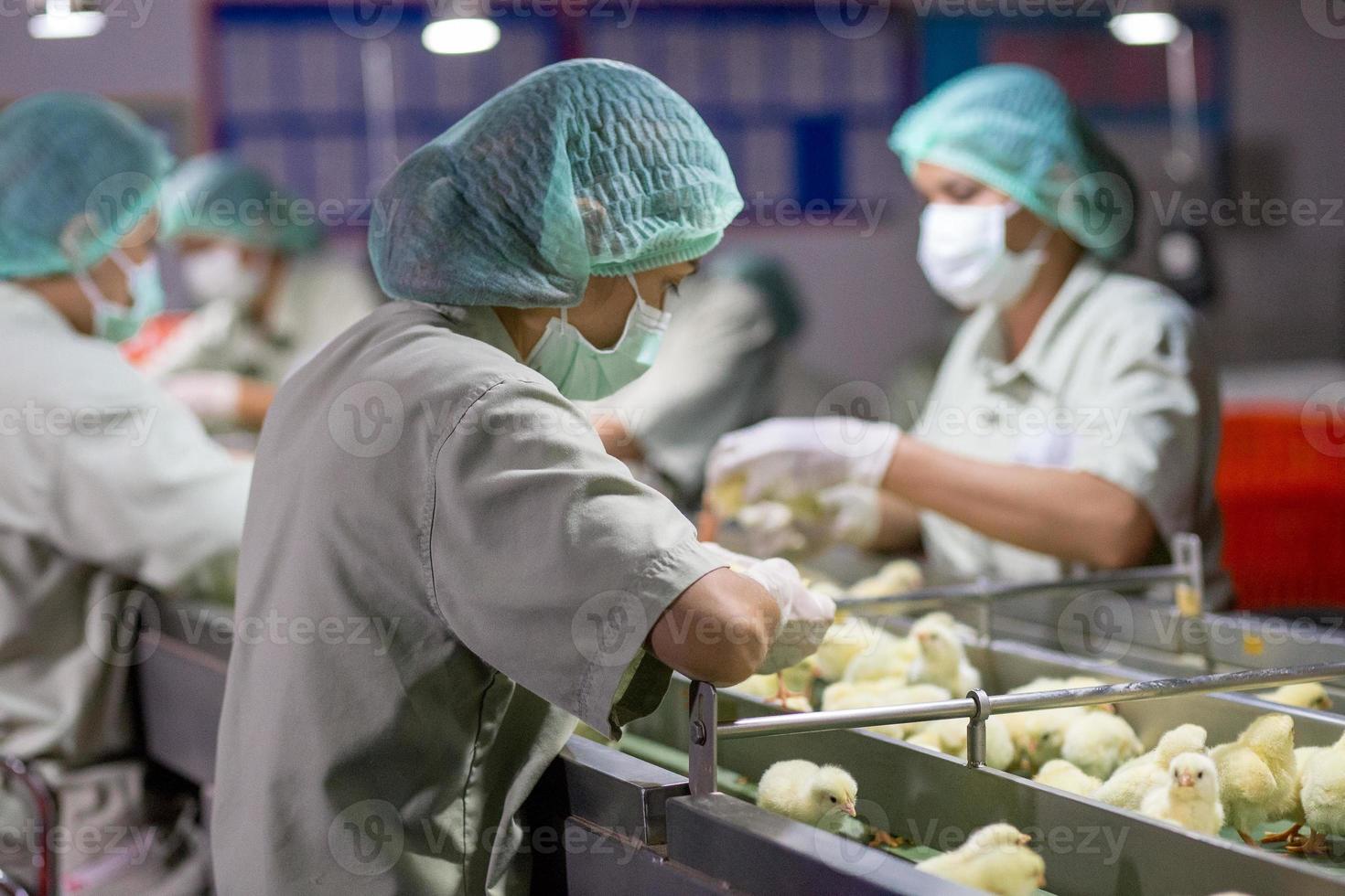 poussins qui viennent de naître sur un plateau, entreprise de volaille. entreprise d'élevage de poulets avec une haute agriculture et utilisant la technologie sur l'agriculture pour sélectionner la ligne de processus de genre de poulet photo