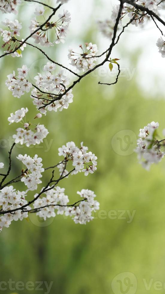 les belles fleurs de cerisier qui fleurissent dans le parc en chine au printemps photo