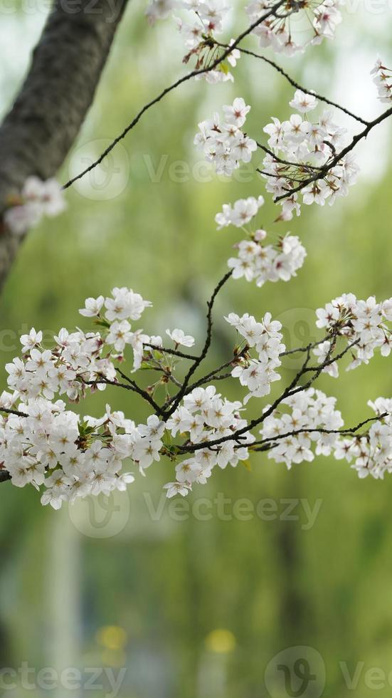 les belles fleurs de cerisier qui fleurissent dans le parc en chine au printemps photo