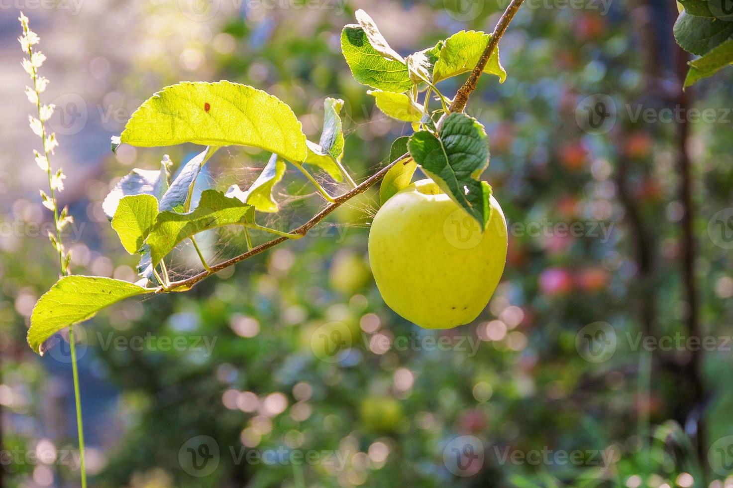 plants de pommes en culture biologique photo