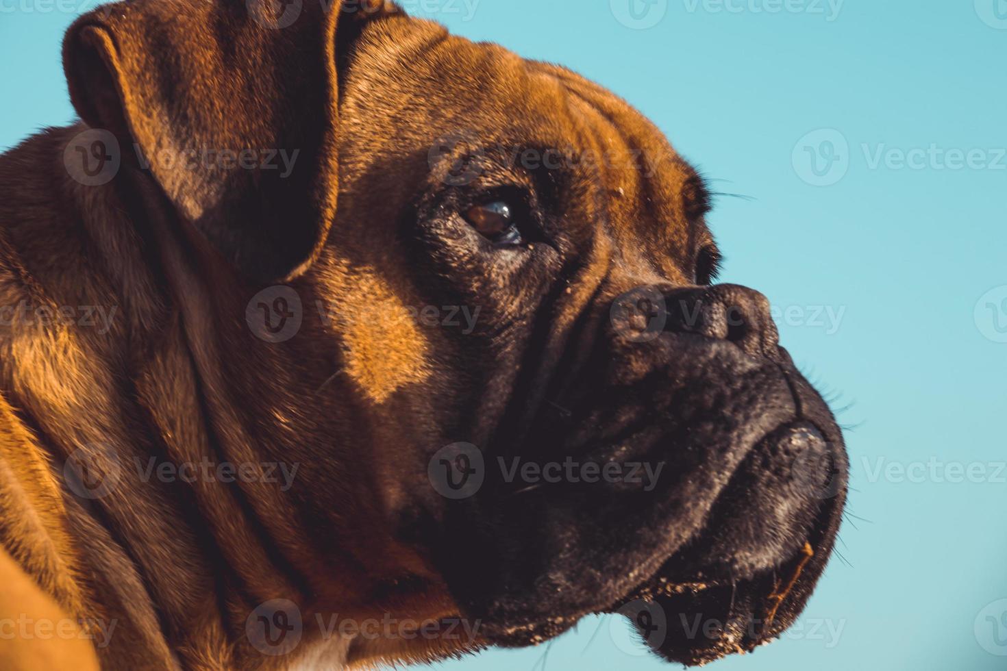 chien boxer sur la plage. expression du visage et poses. espace de copie photo