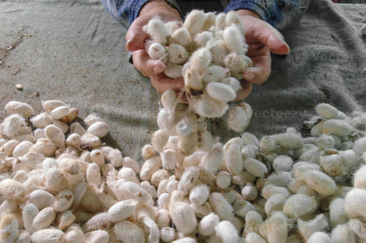 de nombreux cocons de soie blanche dans les mains et tissu gris photo