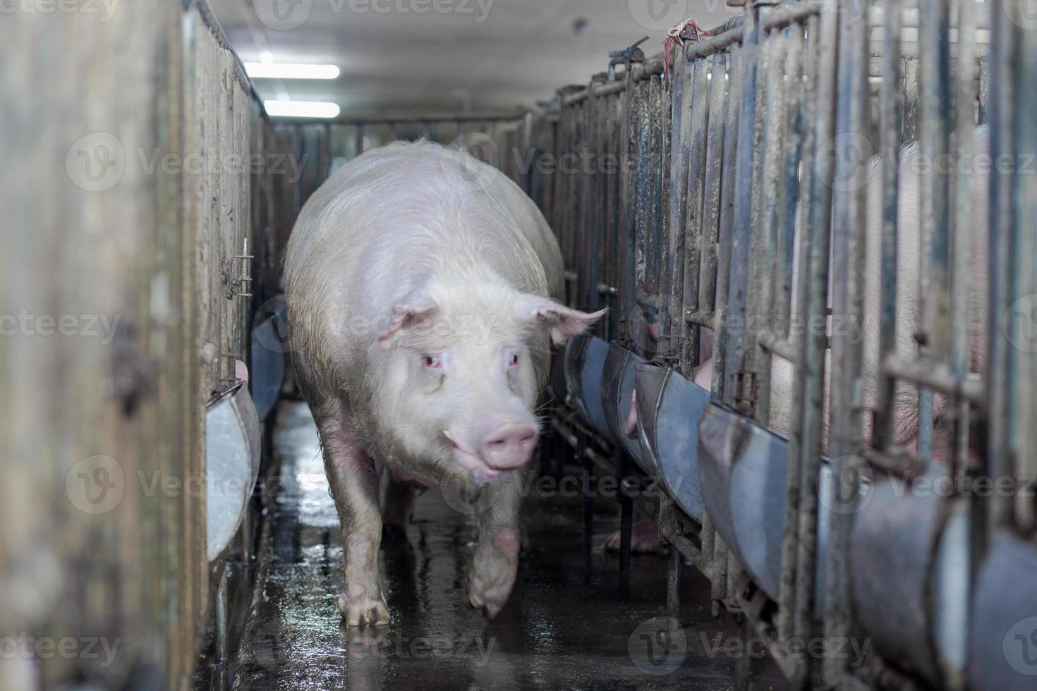 ferme d'élevage de porcs dans une entreprise porcine dans une ferme d'habitation intérieure bien rangée et propre, avec une mère de porc nourrissant un porcelet photo