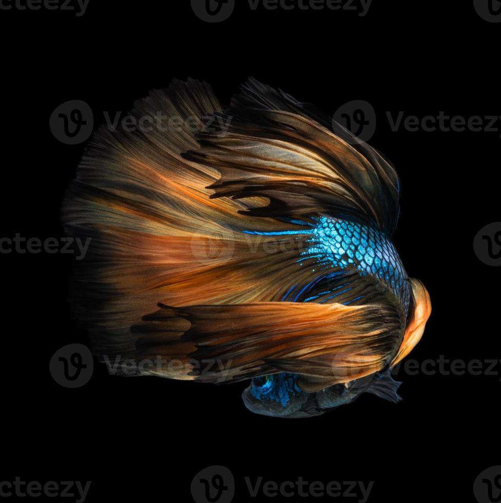 gros plan du mouvement artistique du poisson betta ou du poisson de combat siamois sur fond noir photo