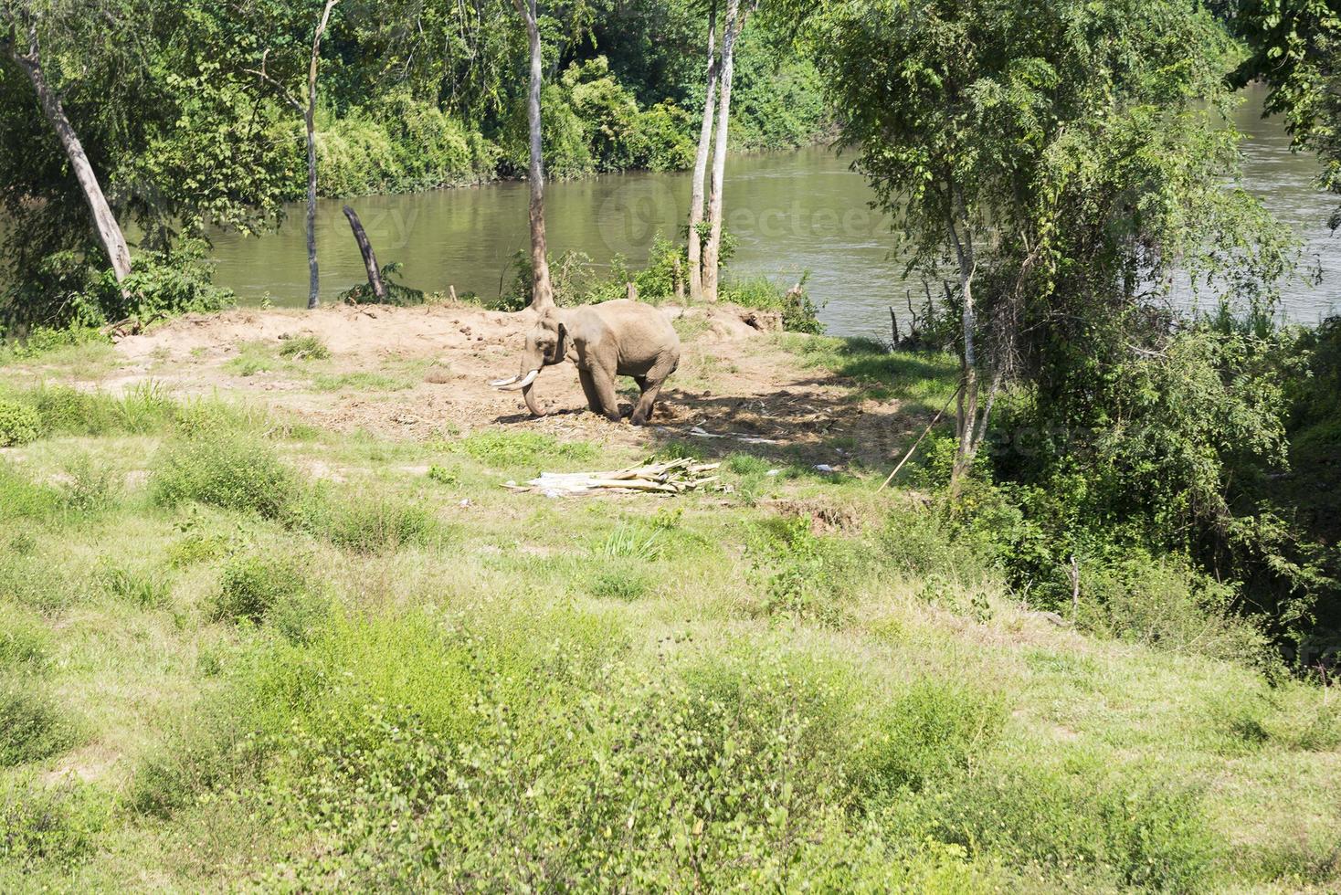 éléphant à la rivière. photo