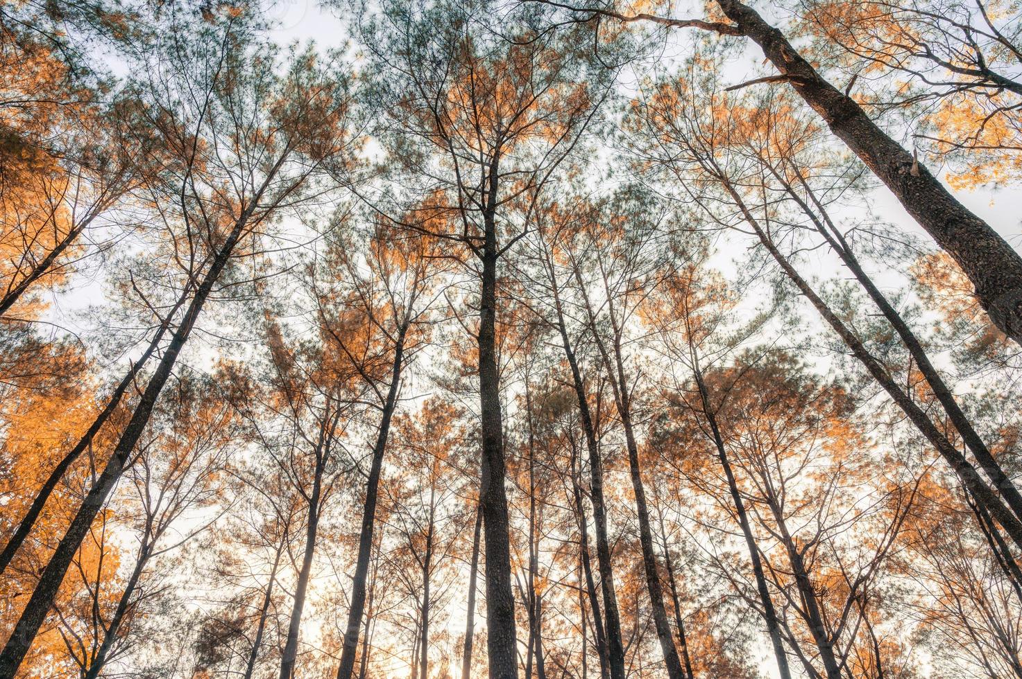 pin dans la forêt d'automne le soir photo