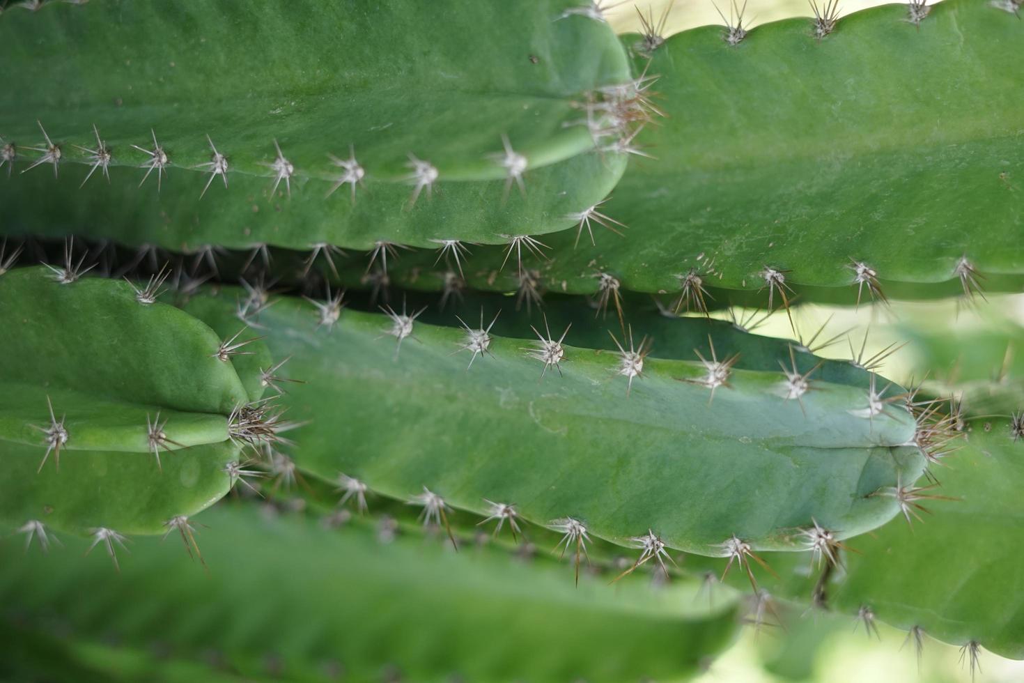 cactus en gros plan photo