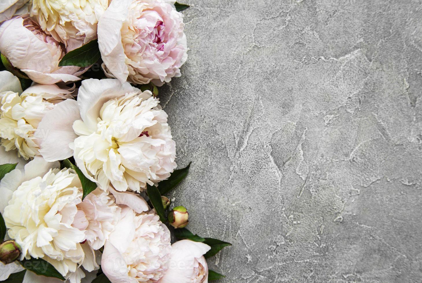 Fleurs de pivoine sur fond de béton gris photo